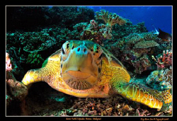 Green Sea Turtle in Sipadan, Malaysia 
Nikon D300, Tokin... by Kay Burn Lim 